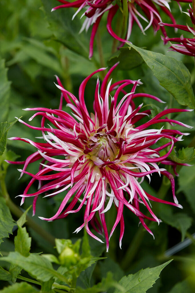 Dahlia Cactus Hollyhill Spiderwoman 1-pakning